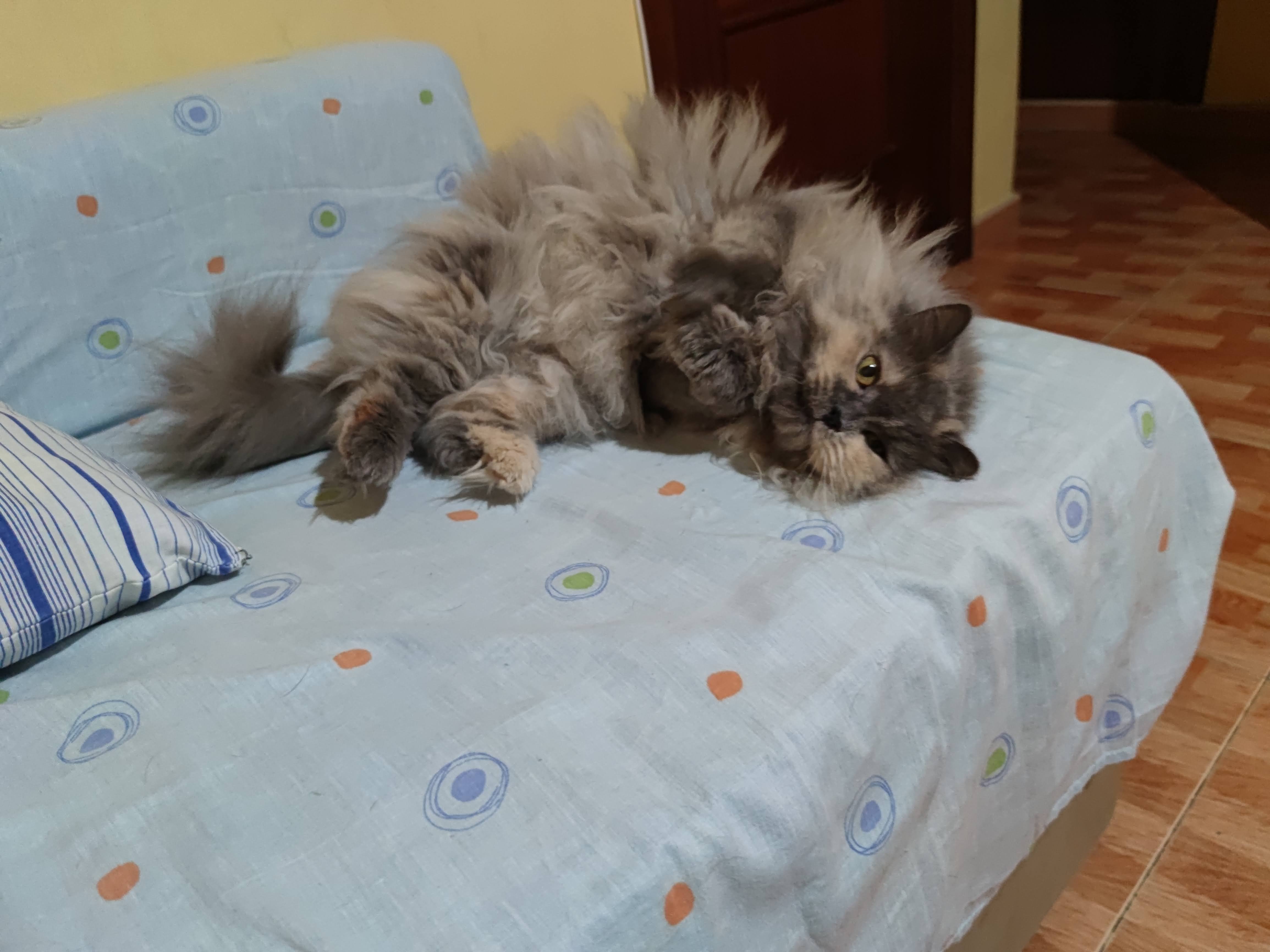Cuidado de mascota a domicilio